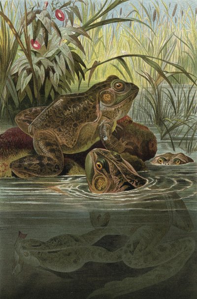 Bullfrog by European School